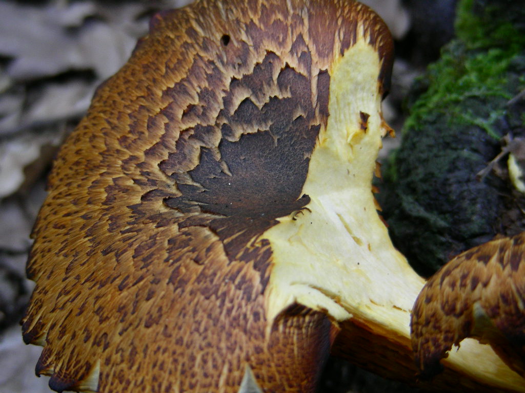 Variabilit� di Omphalotus olearius